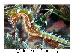 House Reef Holiday Inn Safaga - very seldom spooted there by Juergen Gangoly 